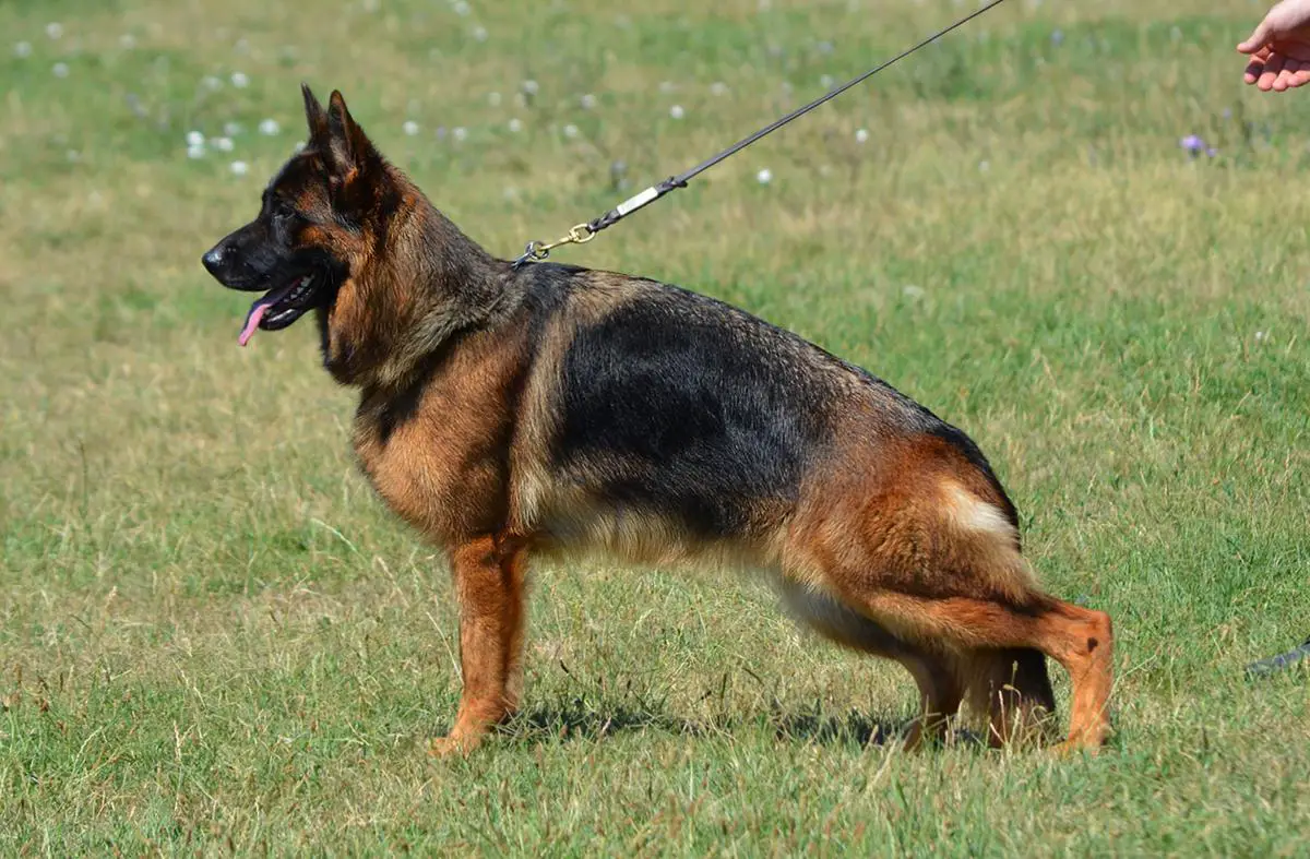 SG1 Barby vom Panonian Haus