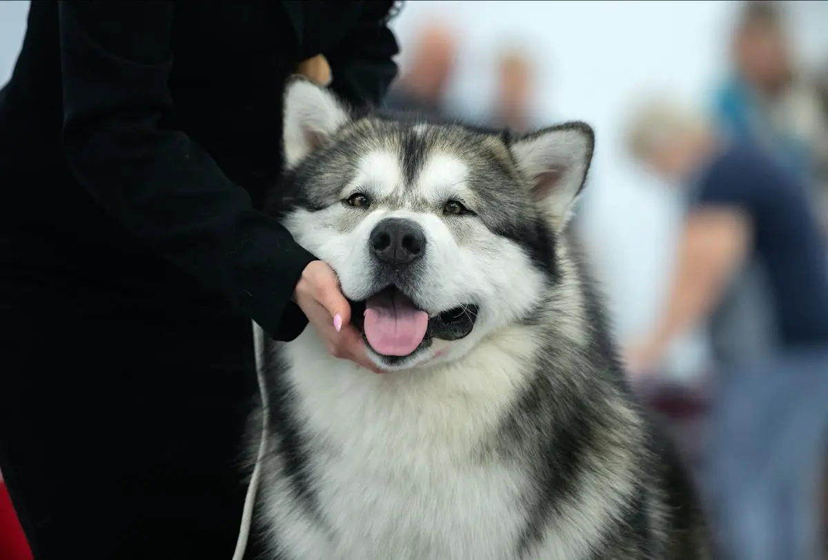 J CH RUS , J CH RKF, J CH Moscow 2023 , CH RUS , CH RKF Liebe von Almil Topaz Imperial