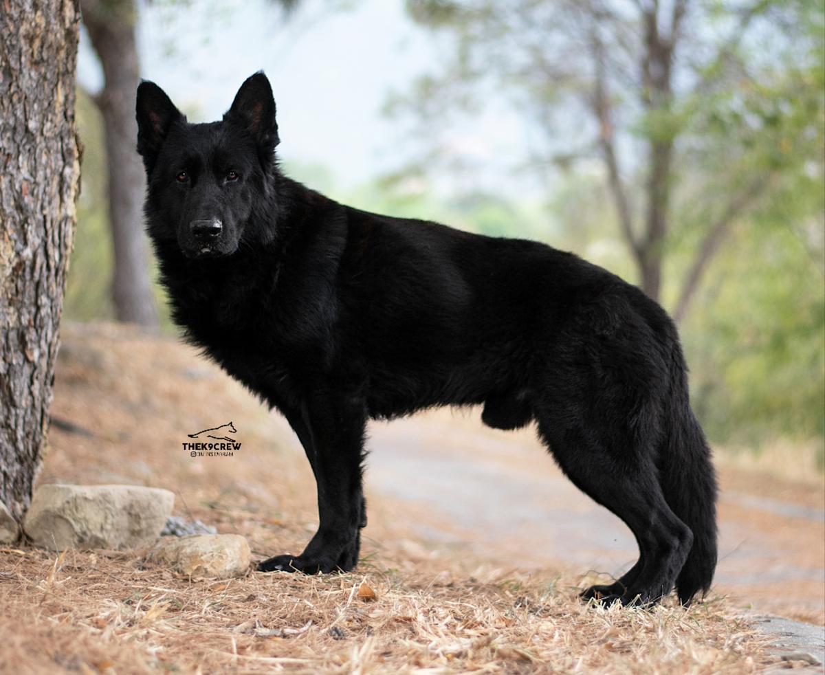 Django (LUNA)
