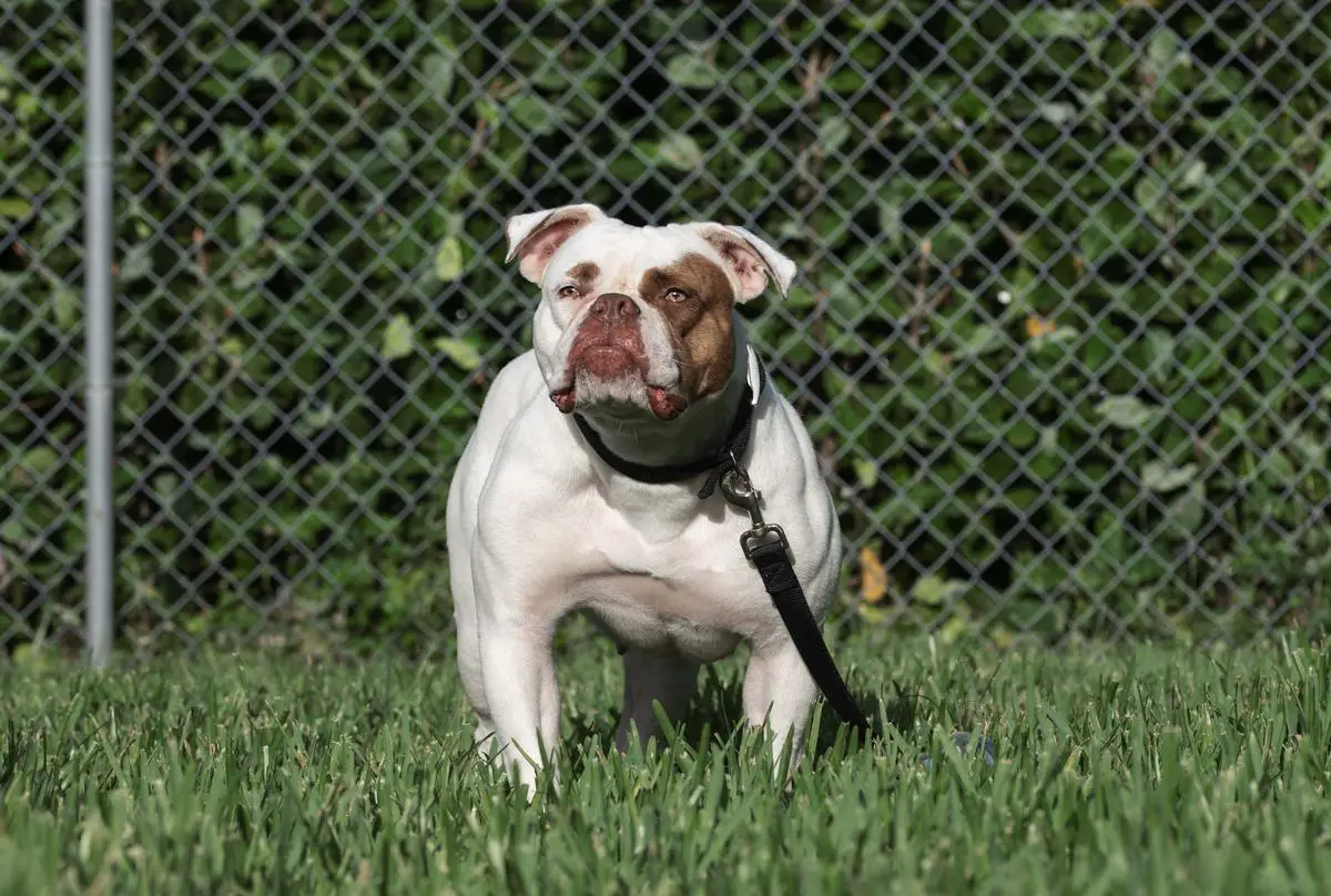 Irongrid's Freyja of Pinto's American Bulldogs