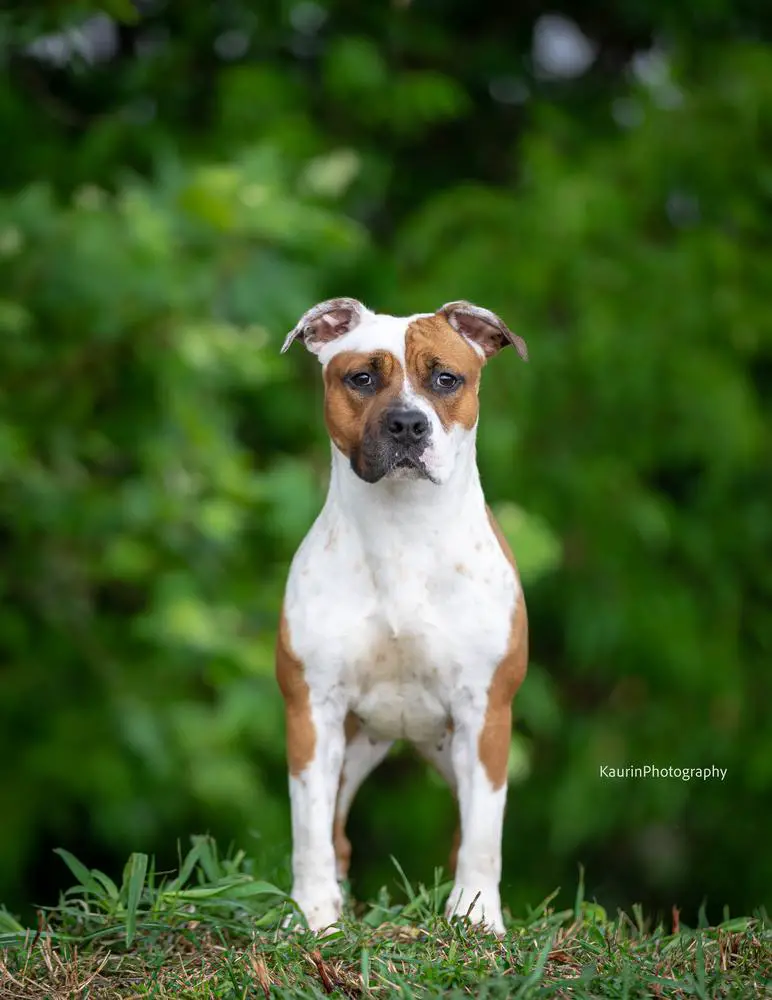 B.BIS, P.BIS ,Derby Indjija Class Winner,J.CH Multi CH Dasha Dolly Bell