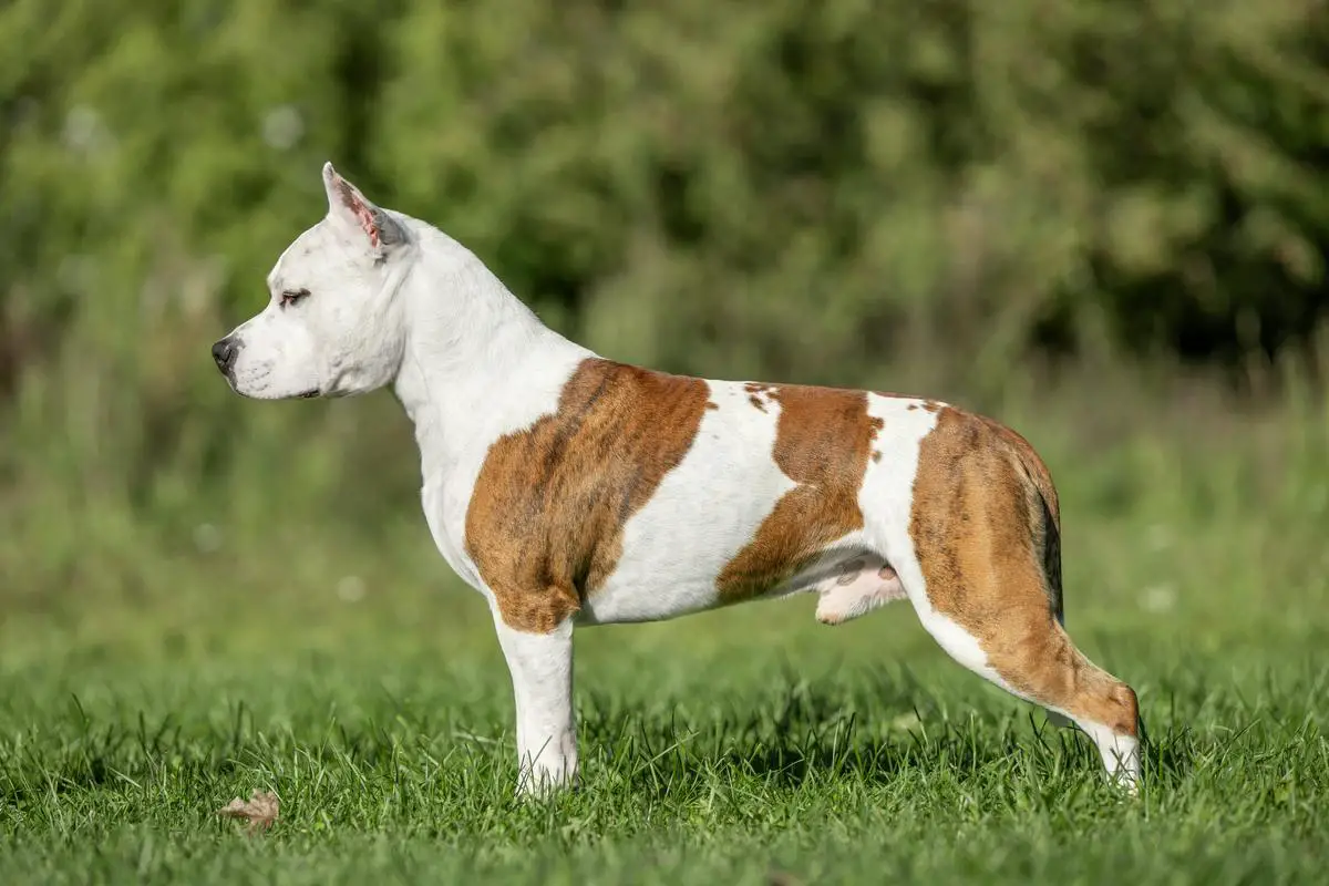 Gucci Alvares Victory