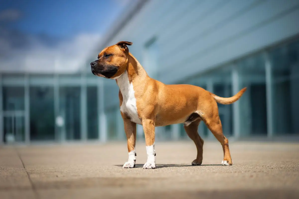 Ch. Slovakia, Hungary, Albania, Montenegro Willynwood Fred Storm