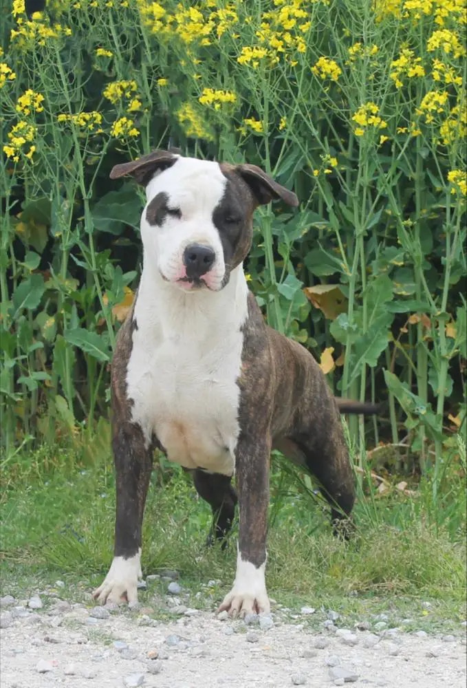 Moon Rock Landi's Aloha