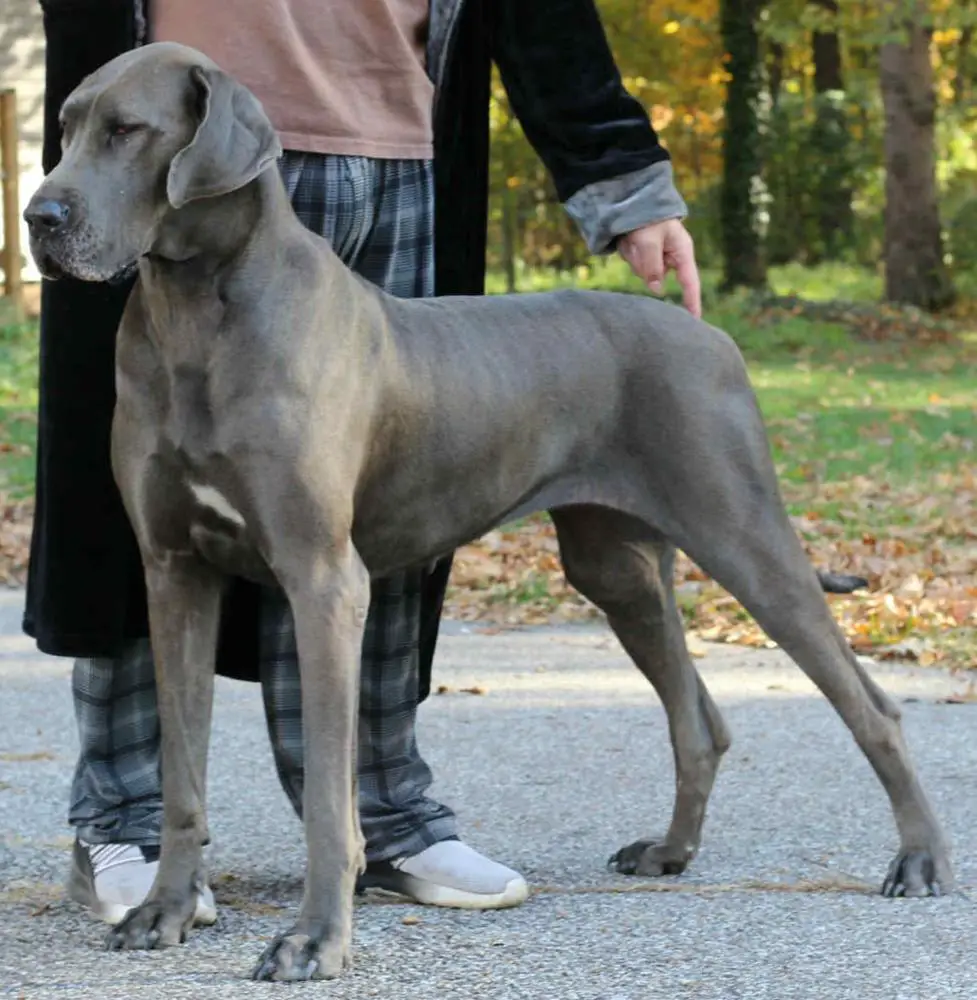 Rough Diamond's Princess Anastasia of DDR