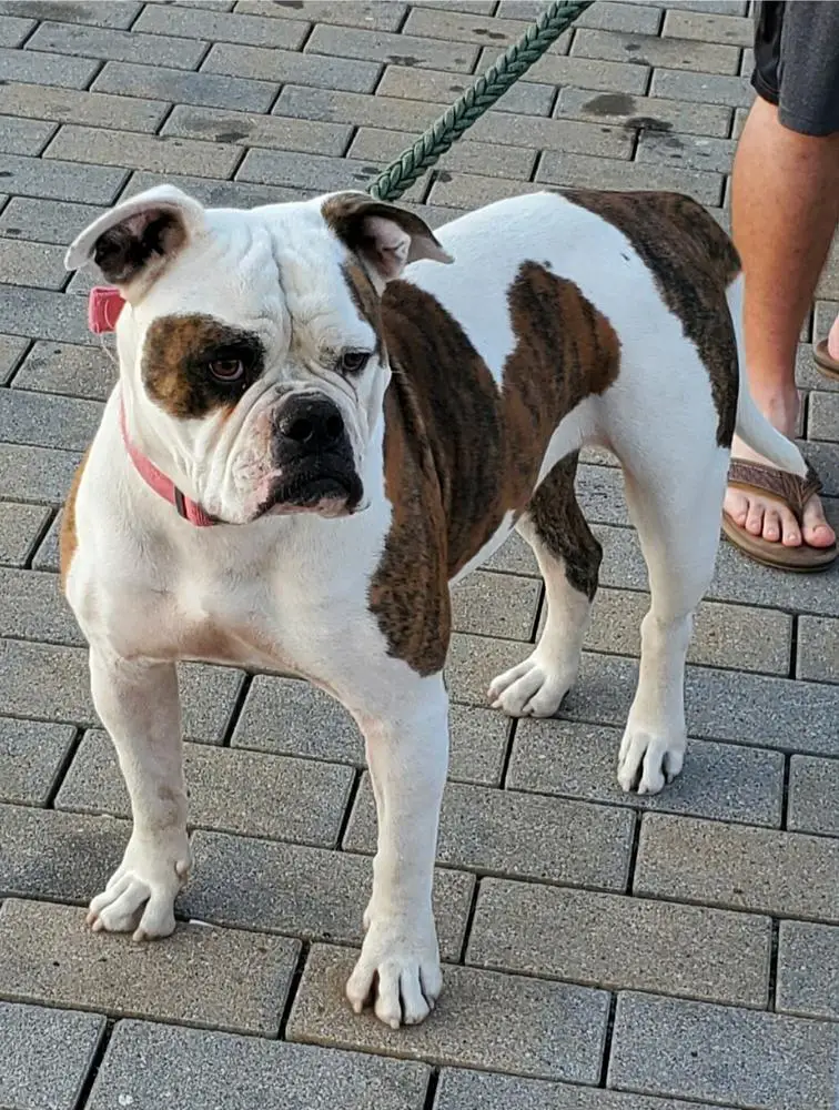 Miss Piggy Karma Of DTK'S