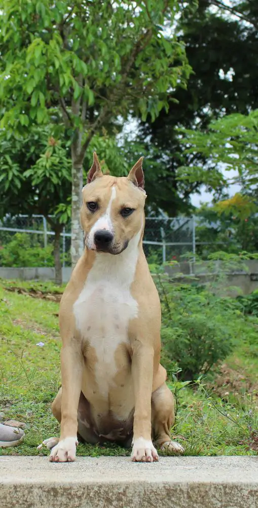 JCh CR Panama Salva , Vencedora Joven Américas y Caribe 22 Ada Shelby de la Campiña East