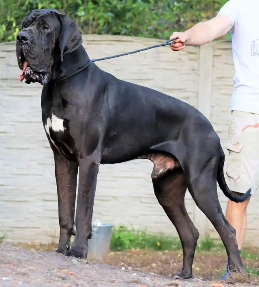 Eliseo Della Torre di Velia