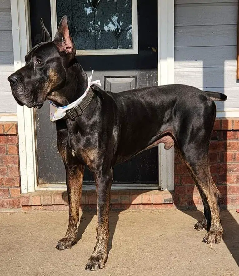 Monach's Royal Jasper @BigBirch