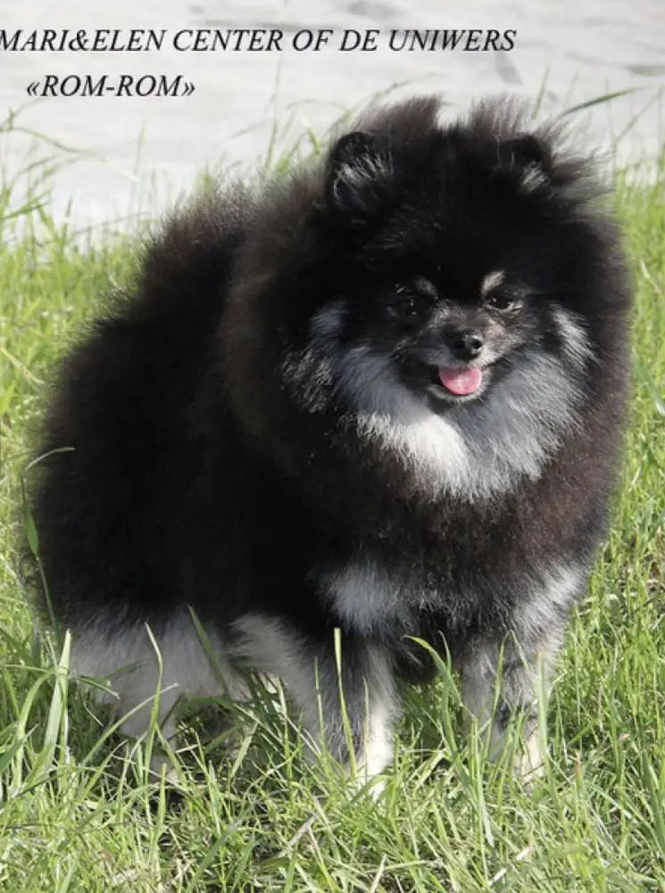 CH.RUS, CH.RKF MARI&ELEN CENTER OF THE UNIVERS