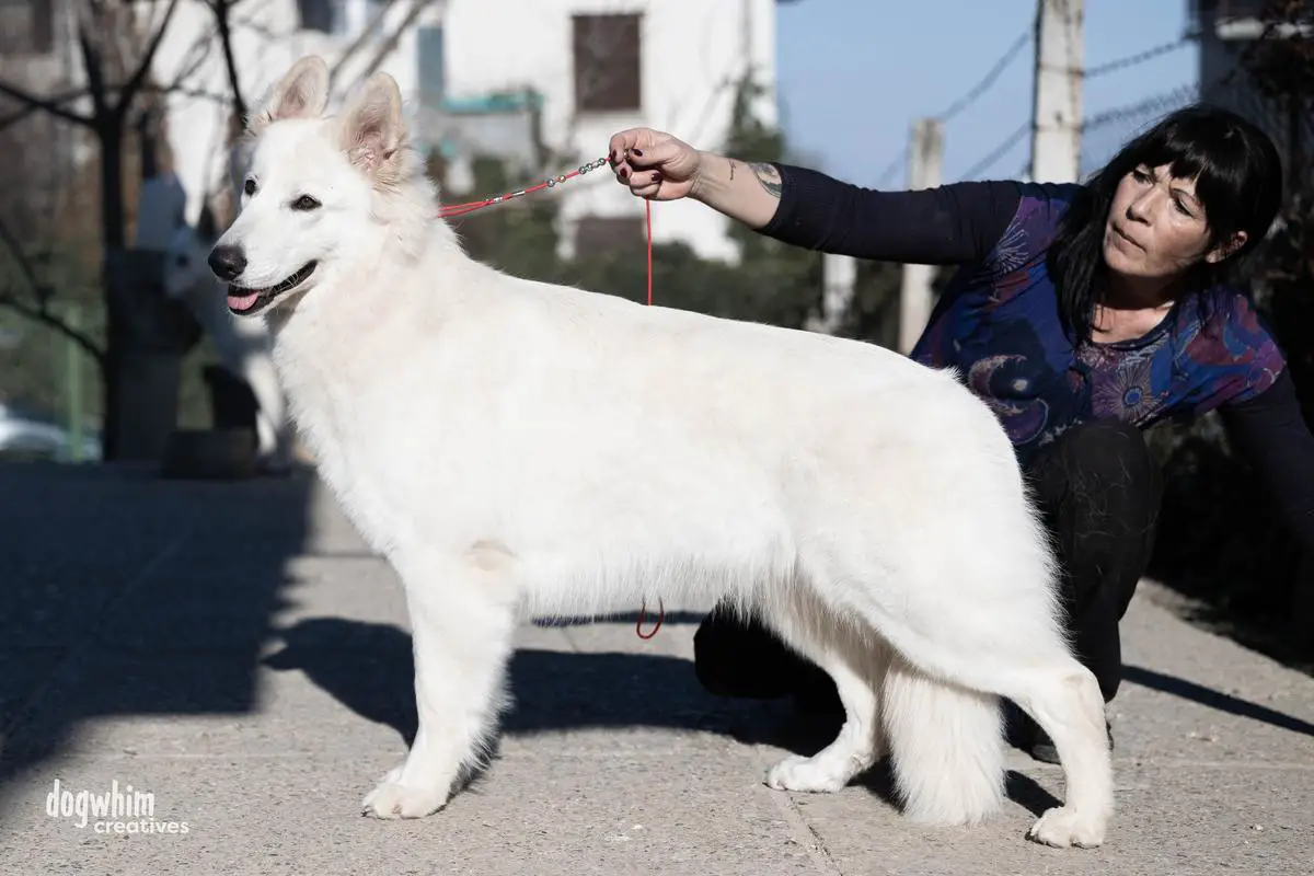 Gch, Ch, JCh White dream team Jolie Jackpot JO-JO