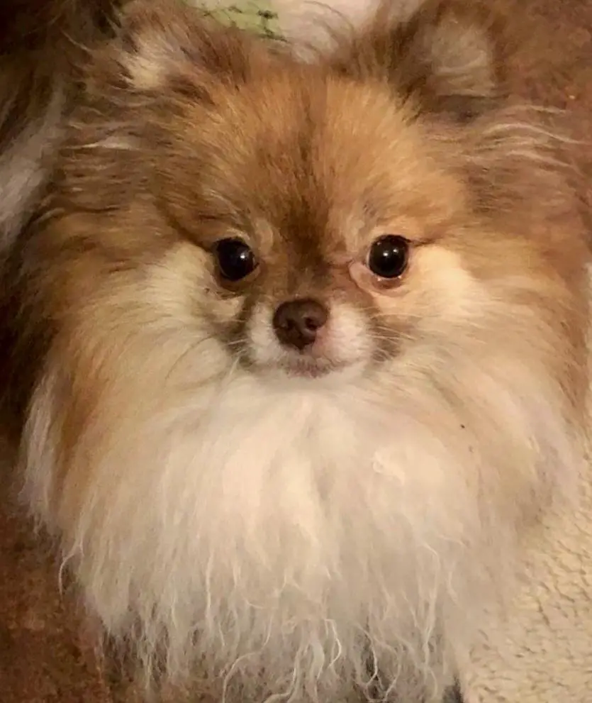 Diamond Heart's Ma Petite Amore Eli