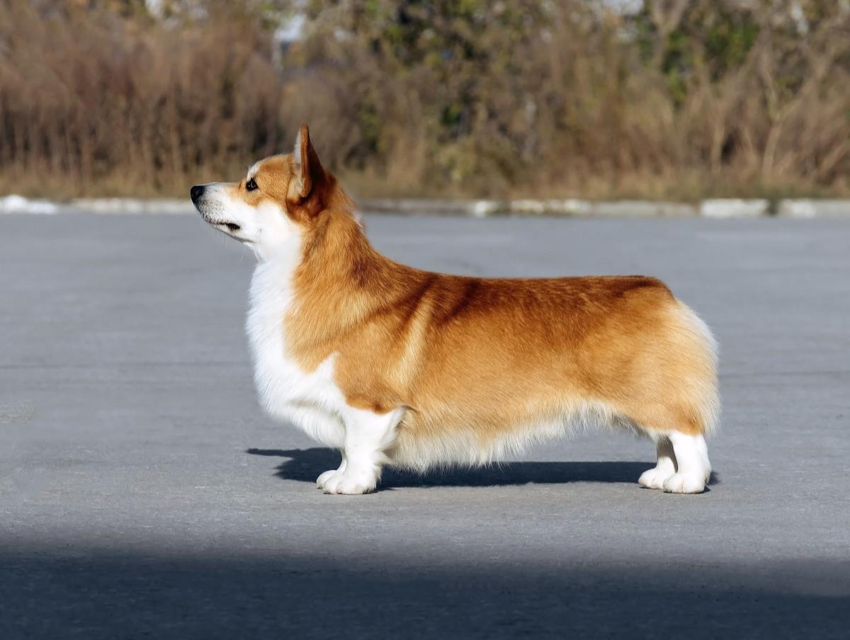 ЮЧР, ЮЧРКФ, ЮЧНКП, ЮГЧ MISTYCOR BRAVE ORION