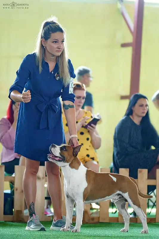 JCH BY, JCH BREED, JGR CH BY, CH BY, CH BREED, GRCH BY,SGRCH Glorysband Gangster