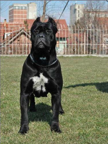 Ch Int, Ch SRB,MAK LUCREZIA DEL ROSSO  MALPELO