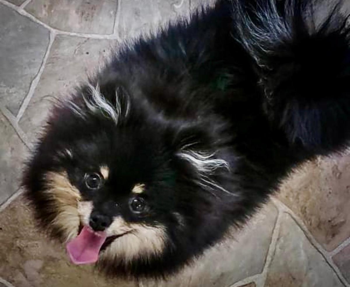 Daviss Little Poms Taking a Chance With Tinkerbaby