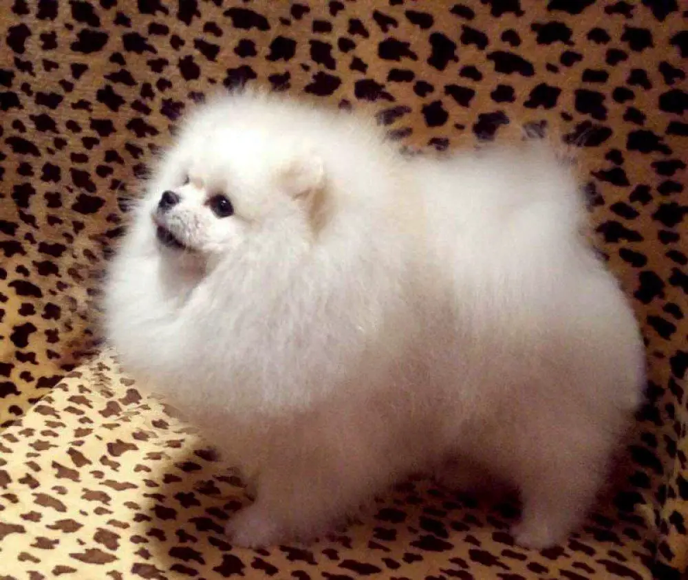 Long Of Lin Chi Tien