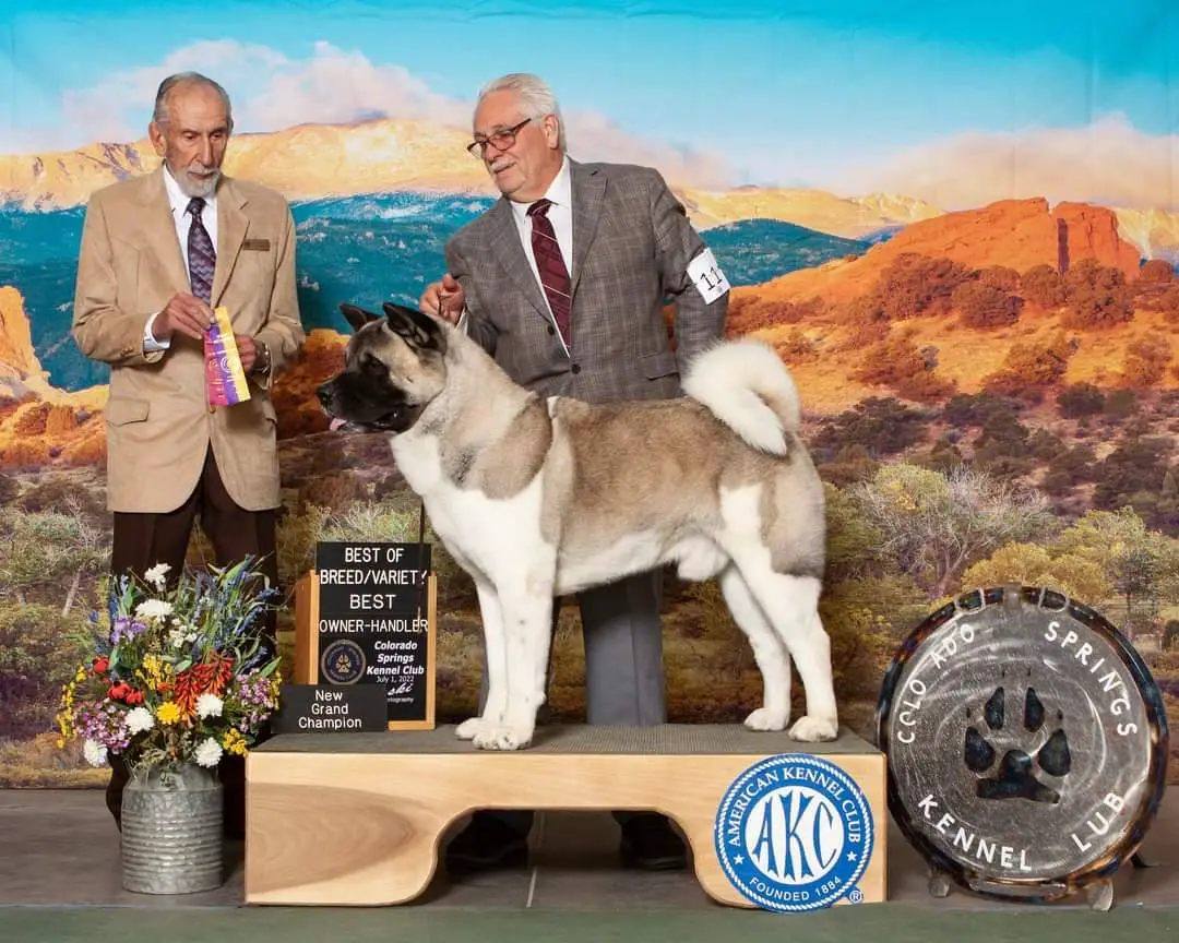 AKC GCH, UKC CH Day Dream's Born To Be Wild Takaani