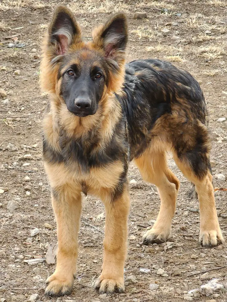 Octavia Annabell Von Warin