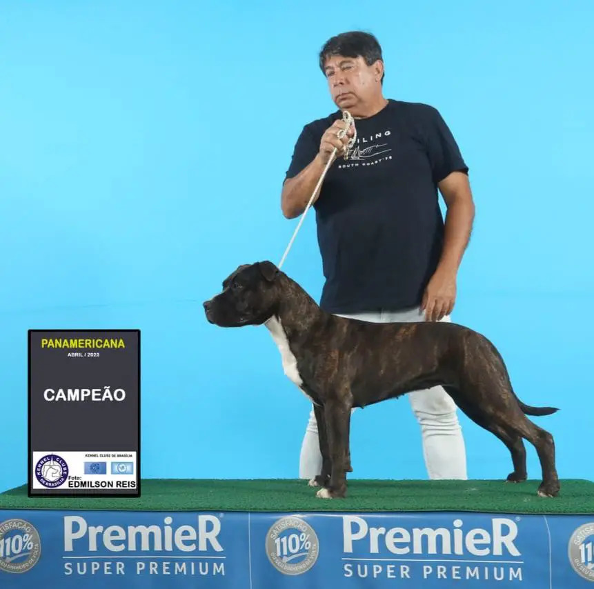 GRCH PAN, GRCH BR, CH LAT, CH BR, CH PAN, JCH BR Altamira Hill Ester JD