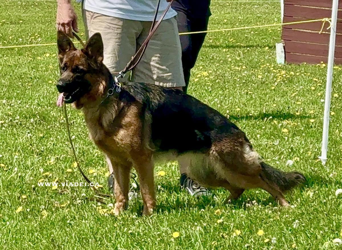 SG1 Kalena von Viadei