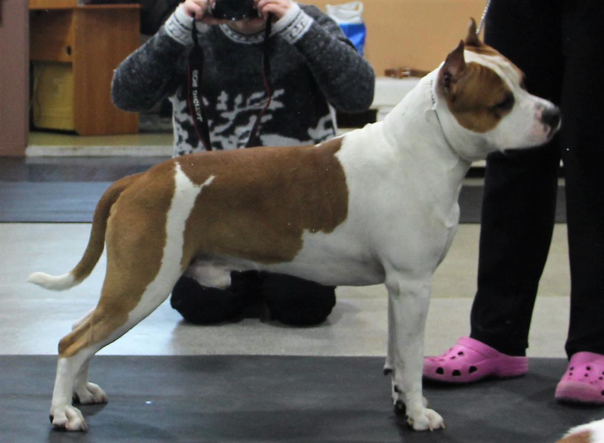 JCHRUS,JCHRKF Elvis Mister Luck