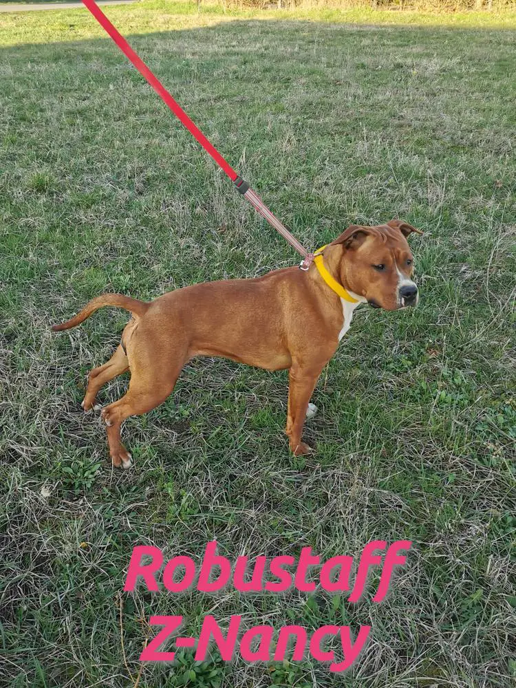 Robustaff Z-Nancy