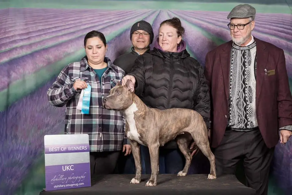 CH PR BARTIN'S BLUE BRINDLE TORNADO