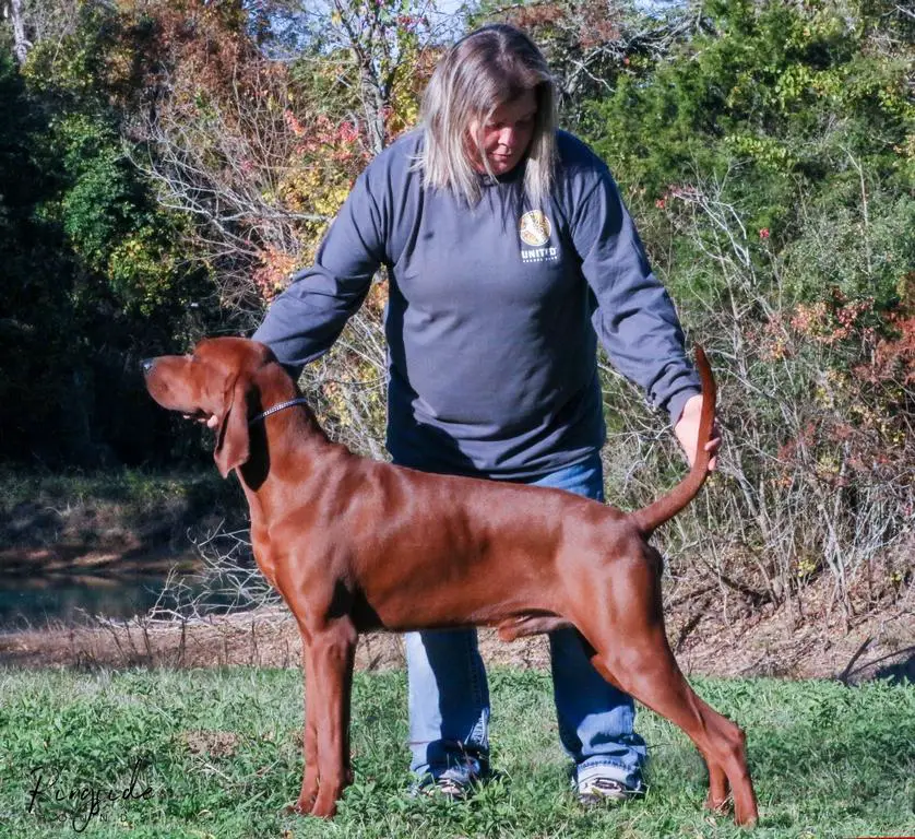 CH CCH 3Colors Red Solo Pup