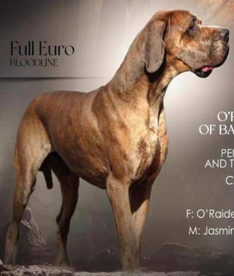 O'Reyan Picasso Of Bates Great Danes