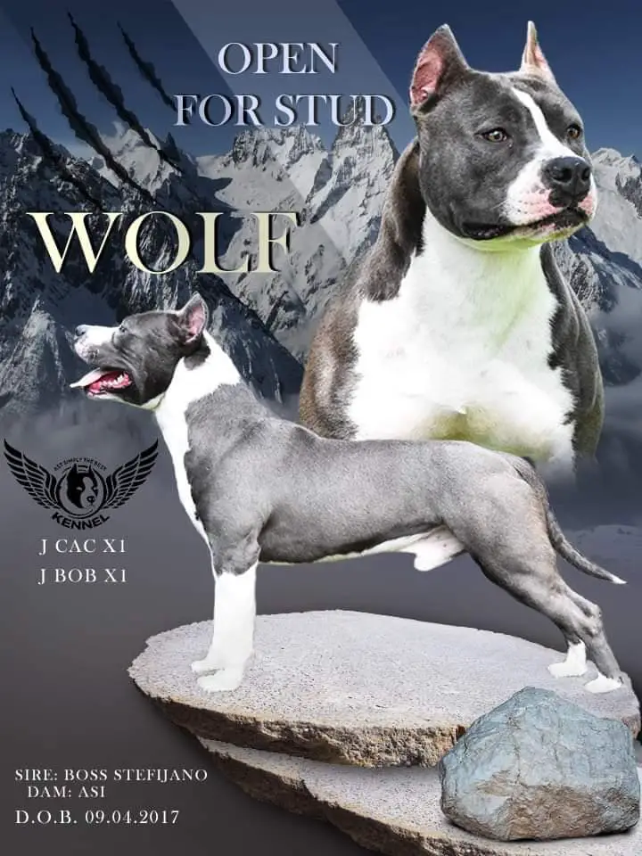 WOLF (BHR340658