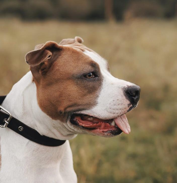 Taiger Land LaFerrari