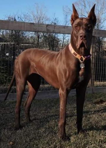 Legend's Hazel Chocolate Chip