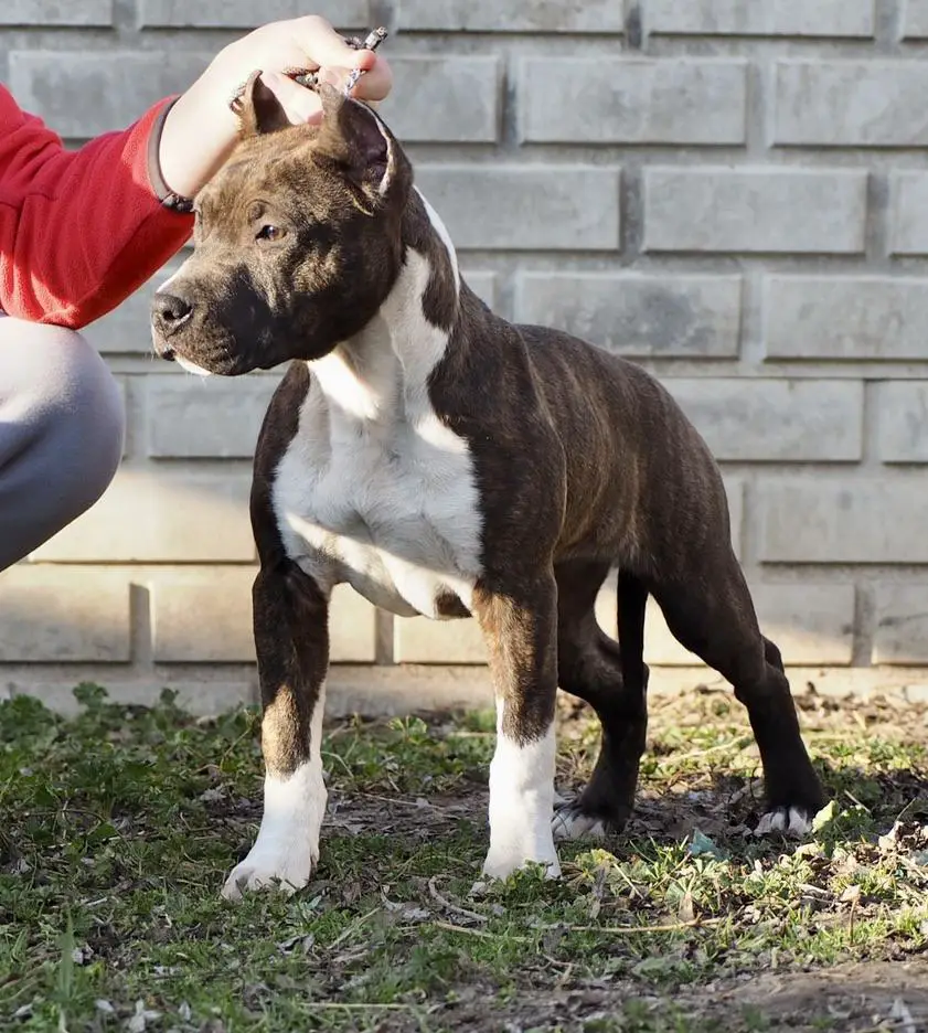 Arti's Staff Fly Me To The Moon