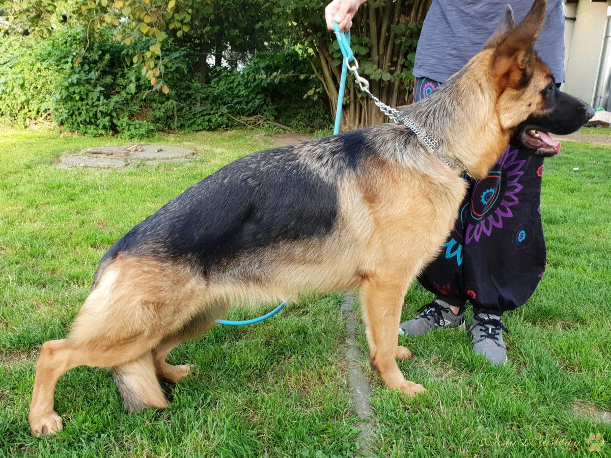 SALI Pasja Piastowa 2