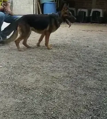 Korintia (Gallo) MEX. FCI.