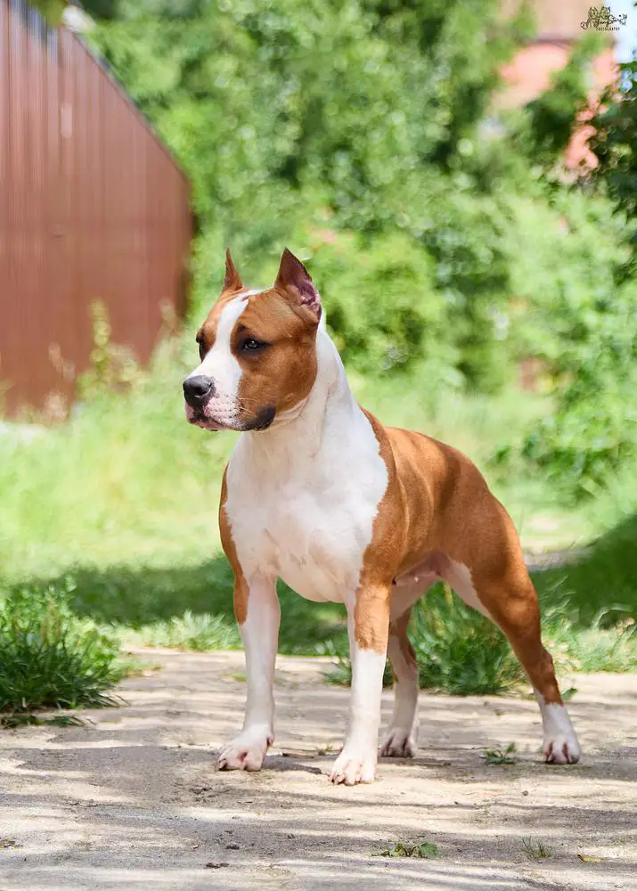 JCHRUS, JCHRKF ADENA LITA