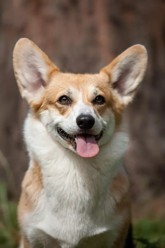 Aishwarya Rai Iz Doma Vengre