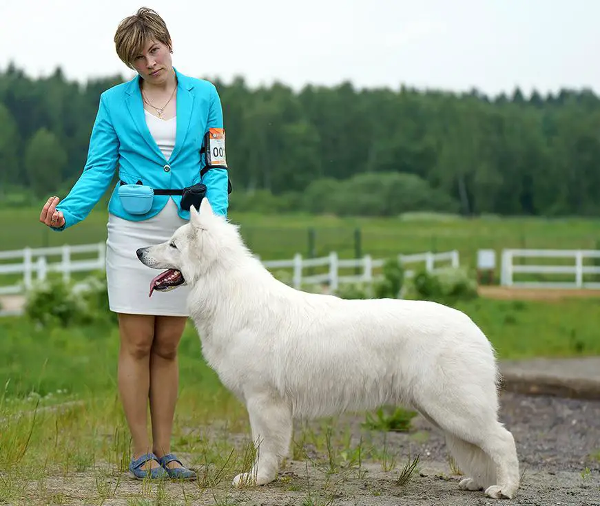 JCH RUS, CH RUS,RKF,BLR, WIN MOSCOW, JBIS-3, BOS, BOB, BIG RUS PRIDE SUNDAY PUNCH