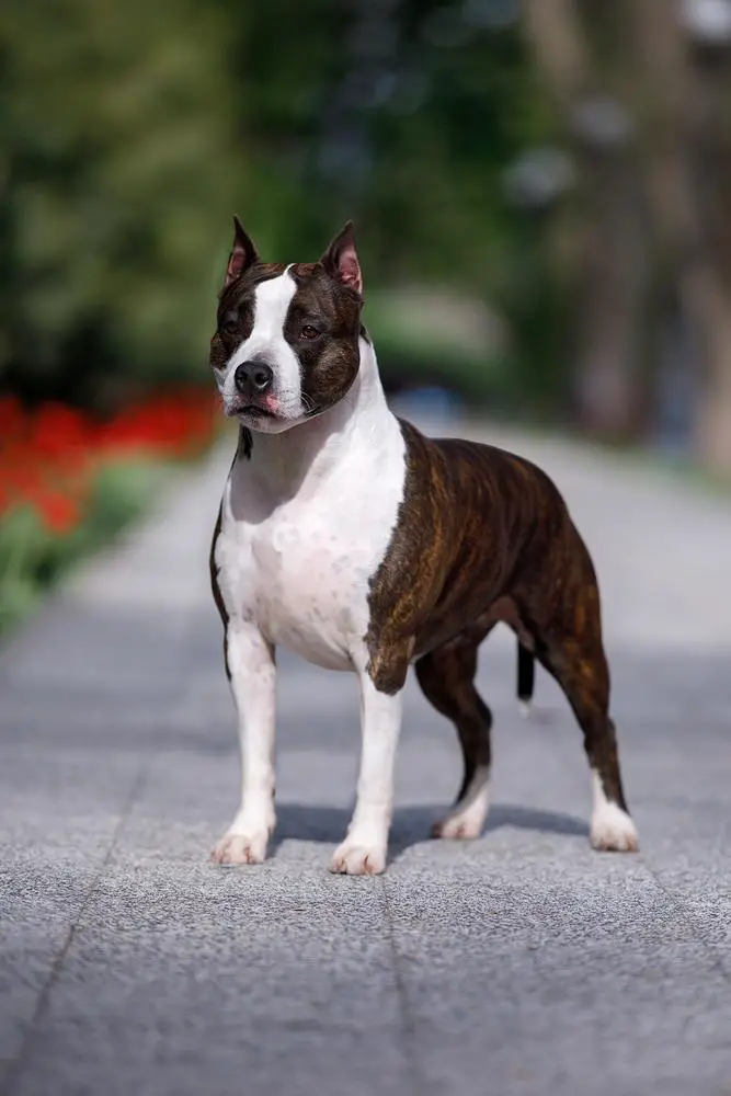 Junior Ch of Russia and the RKF, Ch of Russia and the RKF Khalisa Lady Tirell Iz Doma Lankaster