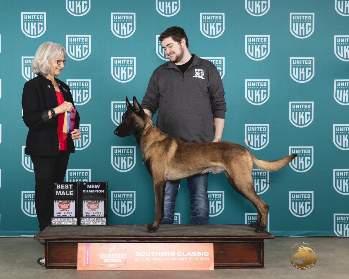 UKCCh IntCh Nightcap Chien Policier