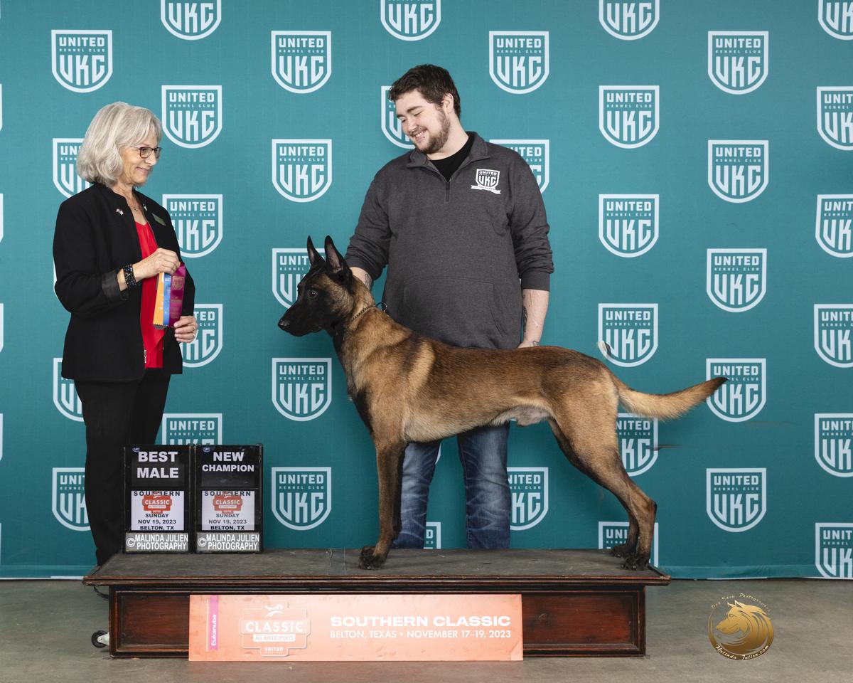 UKCCh IntCH Nightcap Chien Policier