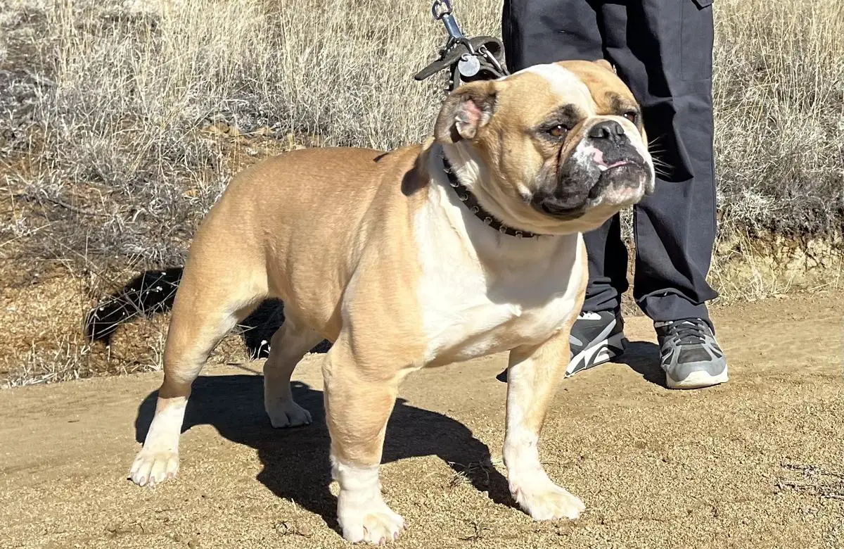 Eaton’s Queen Kitana of BulletBulls