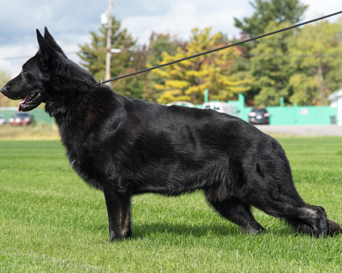 Billyjo's Imagine Dragon