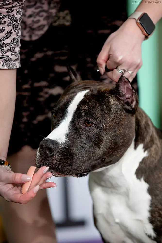 5 BB, BB-1, 2,3, BP- 2, 3 JCAC, 3 JBOB, BOB, BIG-3, JChRUS Tcenniy Prize Lel