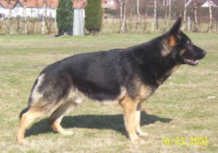 SG Fantast von Walshagen