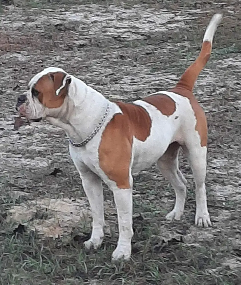 Taylor's Ellie Mae