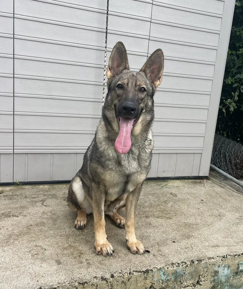 Alana G D' Estancias K9