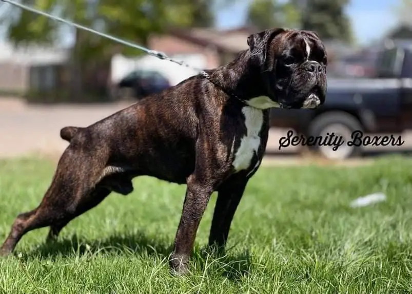 Serenity's Arie (Amazing Boy)