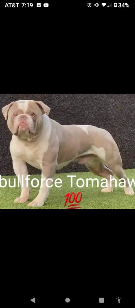 Coastbulls Tomahawk